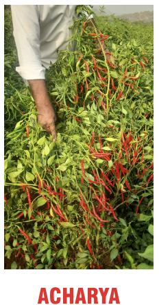 Acharya Chilli Seeds Packaging