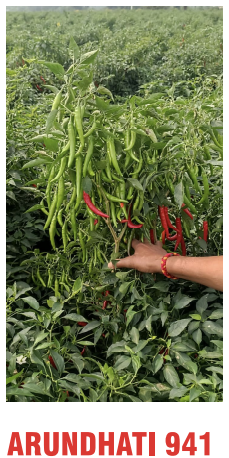 Arundhati 941 Chilli Seeds Packaging