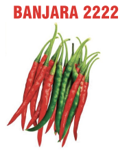 Banjara 2222 Chilli Seeds Packaging