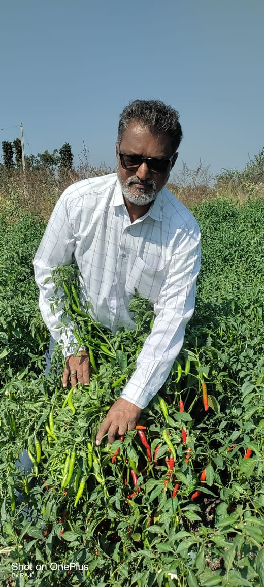 Inspecting high-yield red chilli crop pods on site
