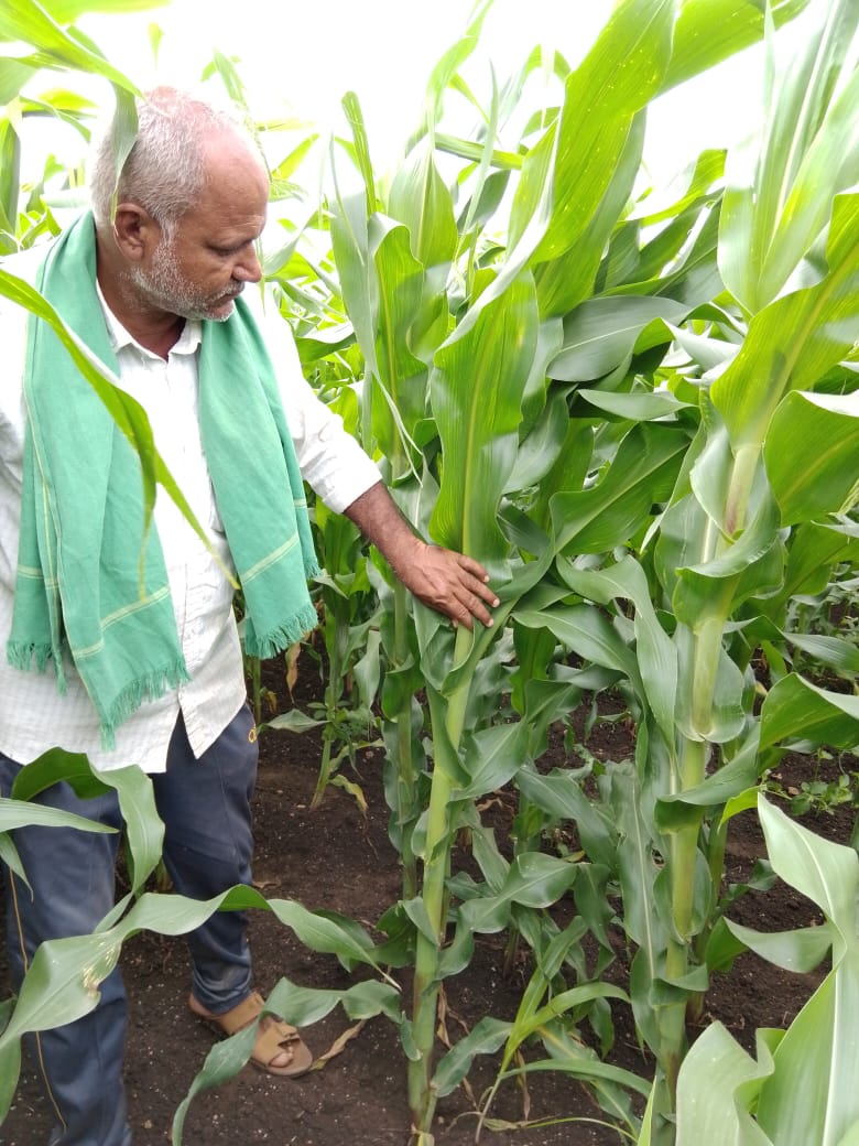 Vistha Research lab technician inspecting plants