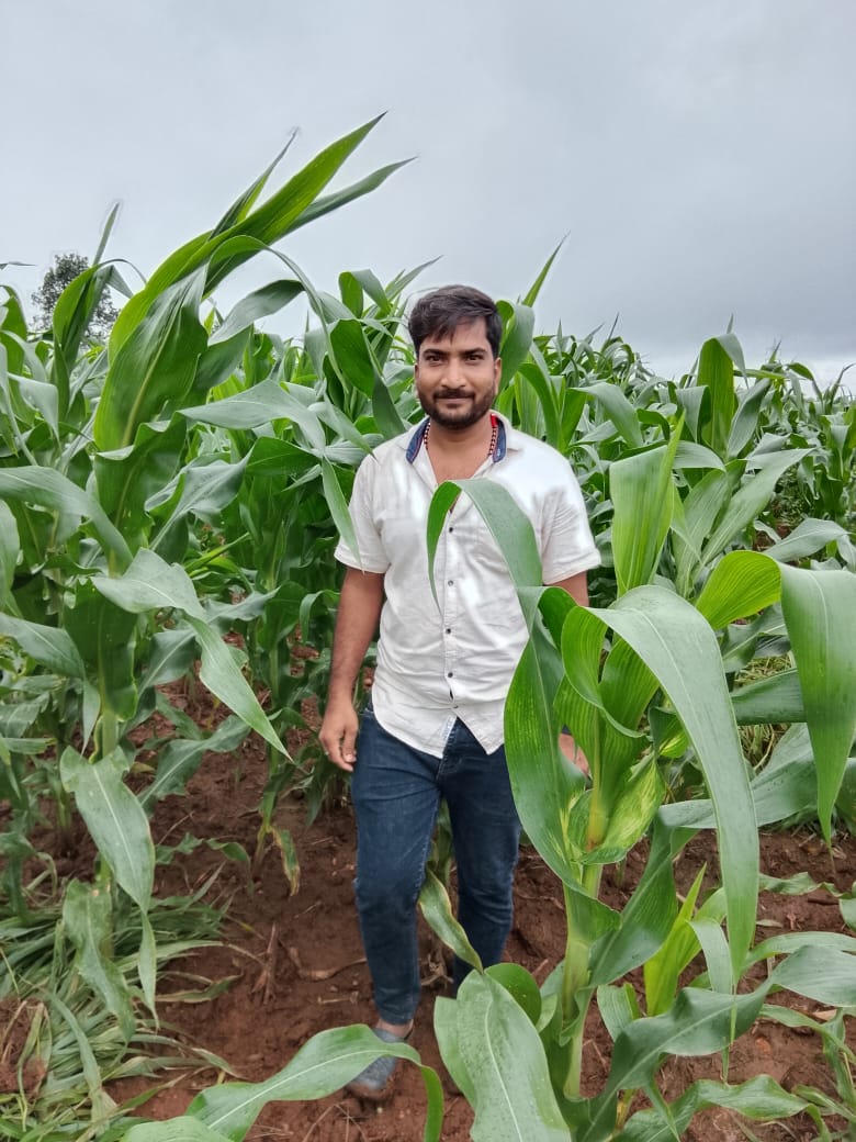 Strong golden maize cob on field plant