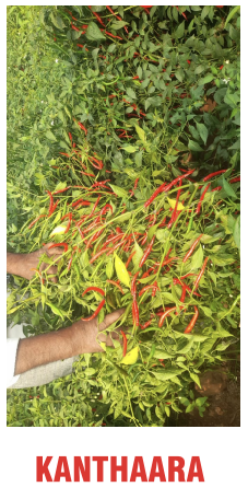 Kanthara Chilli Seeds Packaging