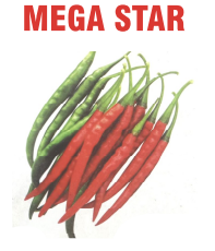 Mega Star Chilli Seeds Packaging