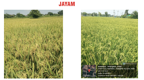 Jayam Paddy field yield trial data graphic