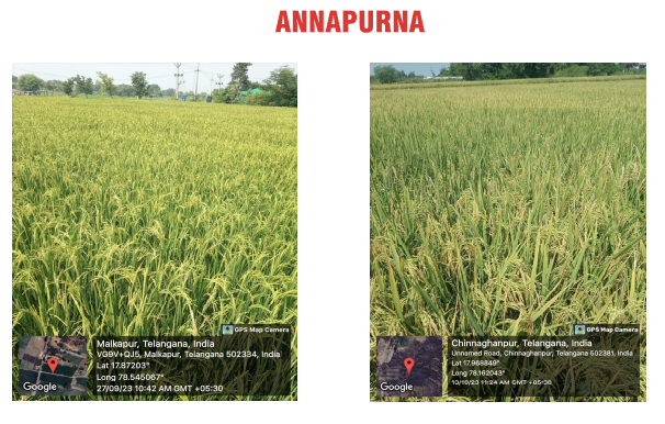 Annapurna Paddy field yield trial data graphic