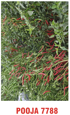 Pooja 7788 Chilli Seeds Packaging
