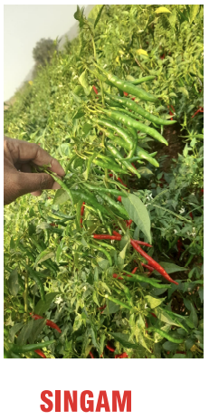 Singam Chilli Seeds Packaging