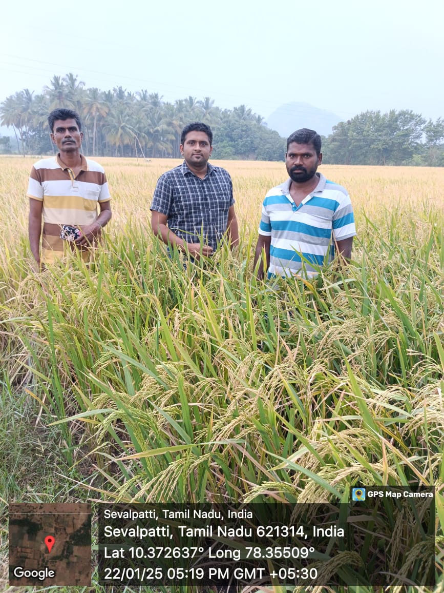 Scientists checking hybrid paddy growth in fields