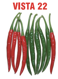 Vista 22 Chilli Seeds Packaging