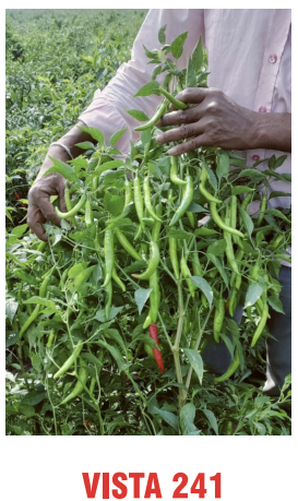 Vista 241 Chilli Seeds Packaging