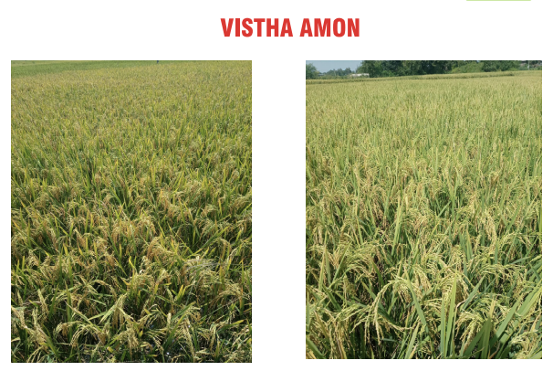 Vistha Amon field yield trial data graphic