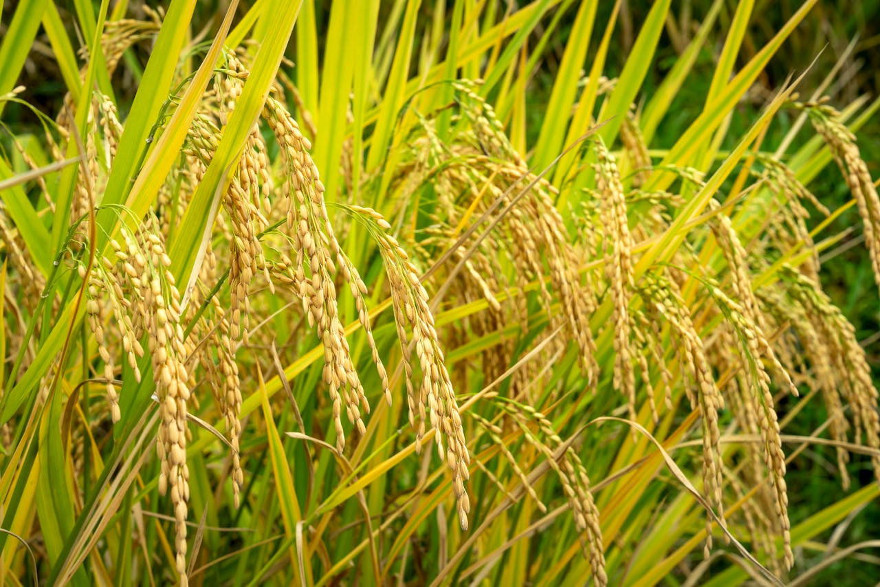 Close-up of premium golden paddy grains ready for packaging