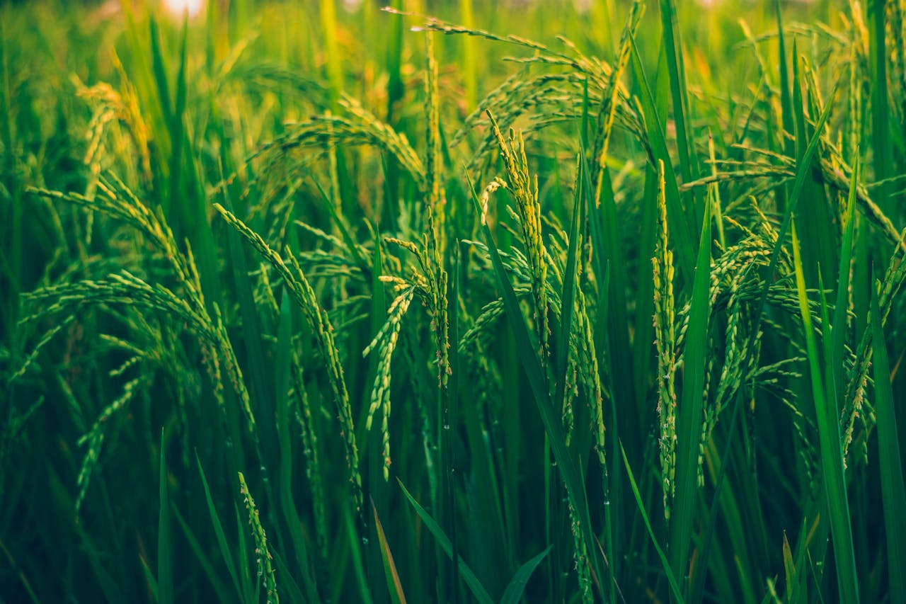 Rich green paddy fields ready for harvest