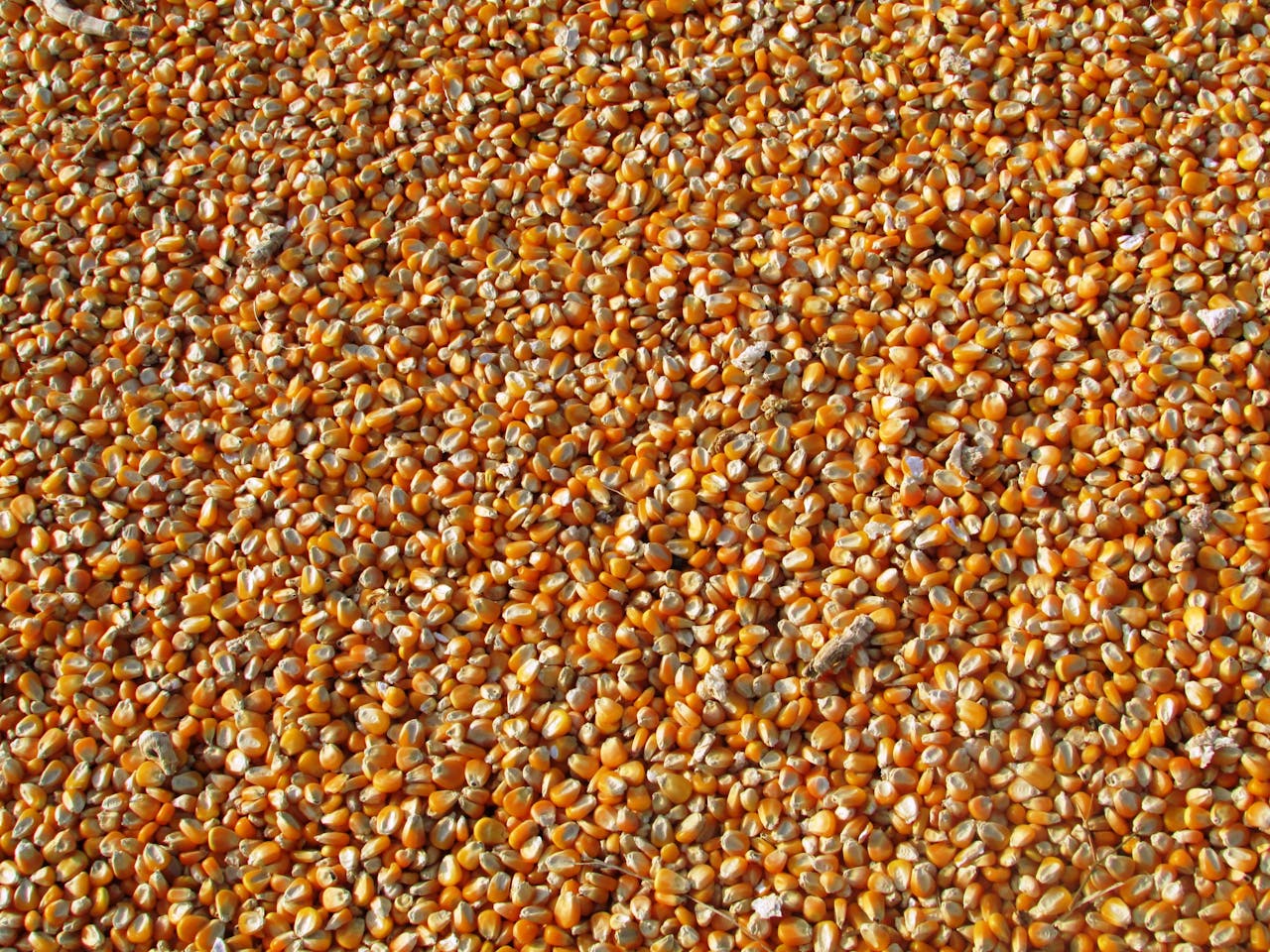 Maizeseeds Maizeseeds